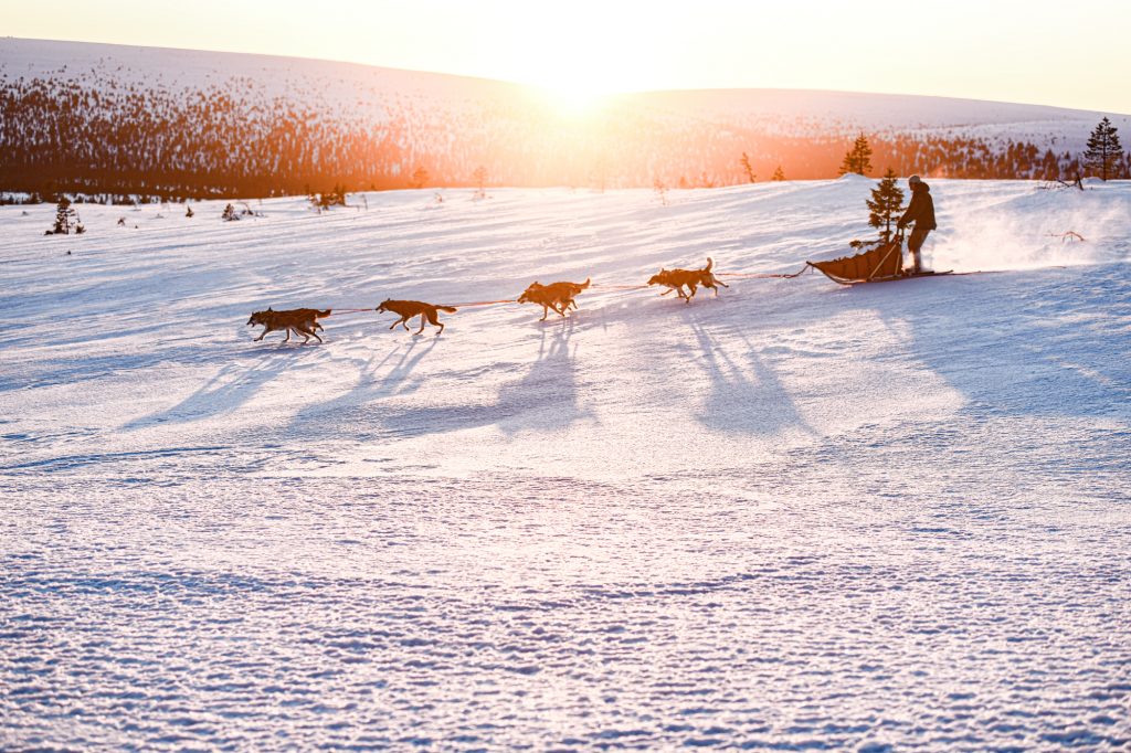 Hundspann Sälen 