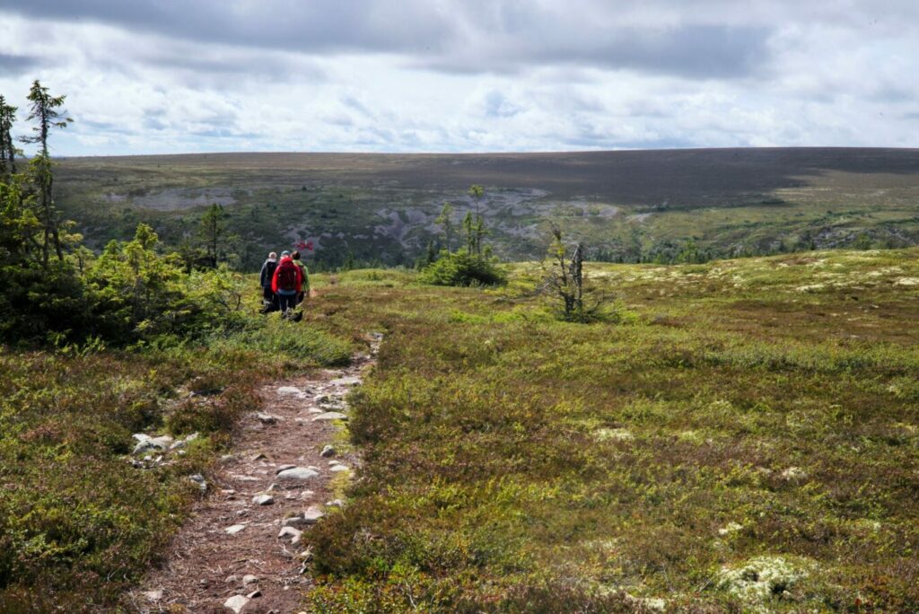 Vandra i Sälenfjällen